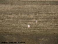 Imagine atasata: Bega - 2015.01.17 - 034.jpg